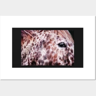 Appaloosa horse head portrait Posters and Art